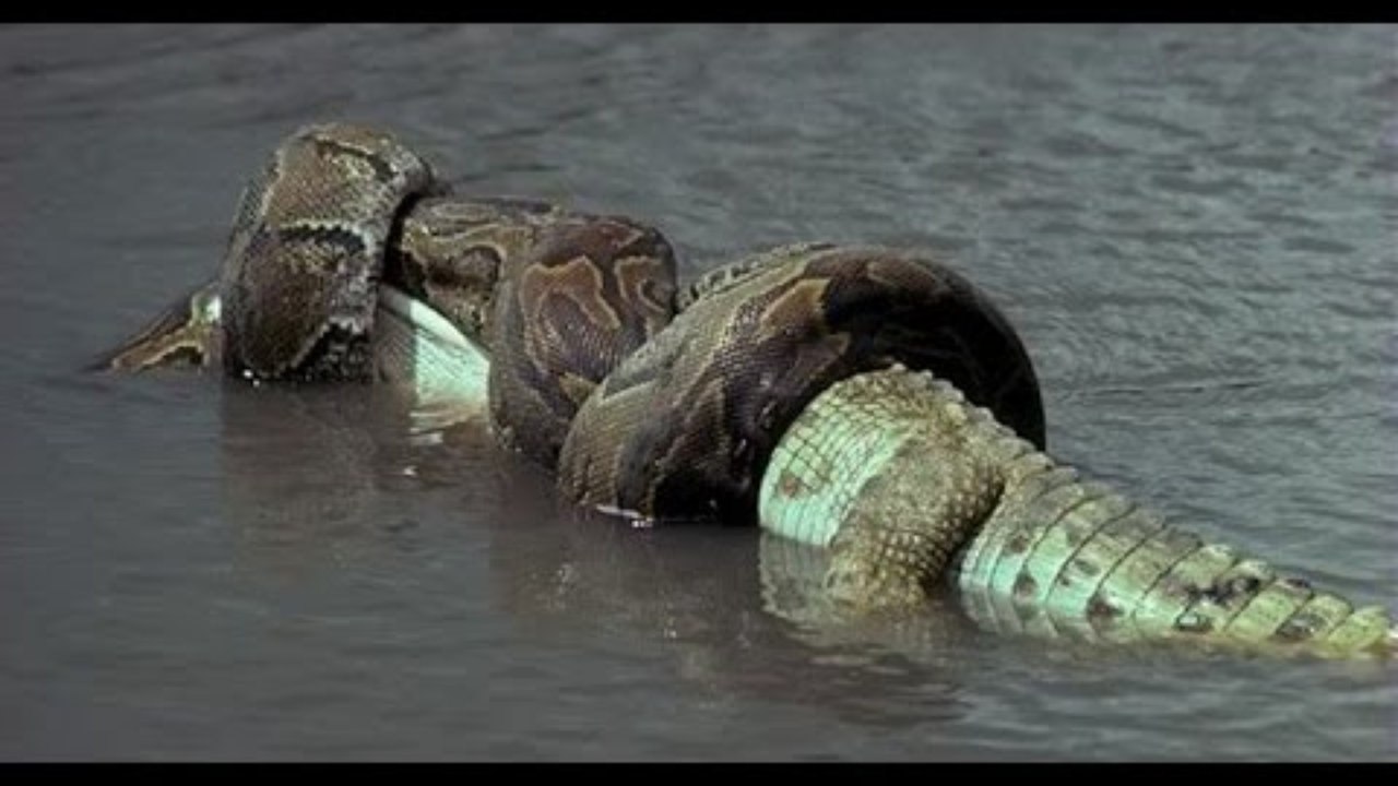 Giant Anaconda Attacks Human Caught on Camera - When Animals