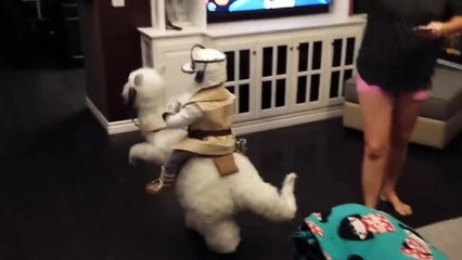 Il se déguise pour Halloween