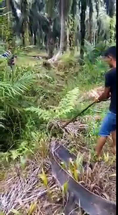 King Cobra who was arrested at the elephant castle estate last night