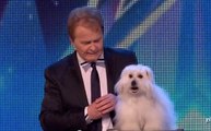 This Dog has some amazing talent - American Idol