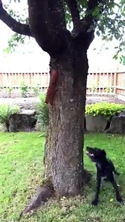 perro vs ardilla
