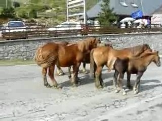 Chevaux du Soulor