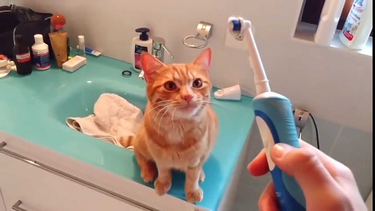 Ce chat est un amateur de brosses à dents électriques
