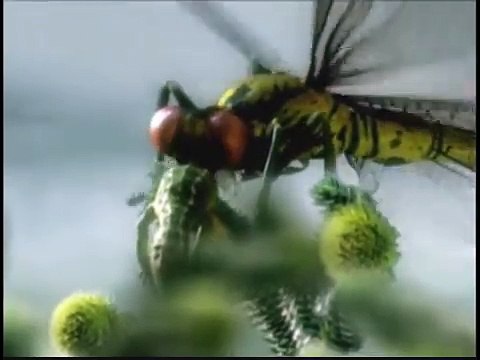 2 - DISCOVERY CHANNEL - CAMINHANDO COM OS MONSTROS: A VIDA ANTES DOS DINOSSAUROS