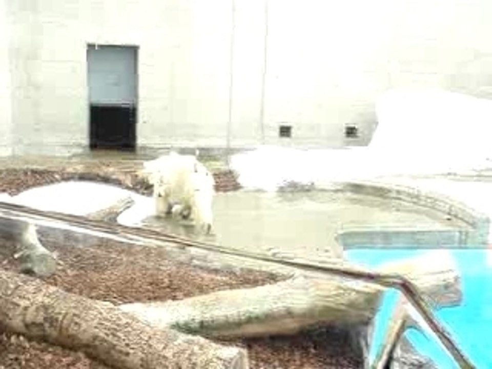 GAOの白クマ