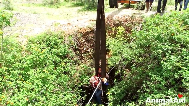 Un cane è rimasto intrappolato in un pozzo per quasi una settimana: Il salvataggio vi commuoverà