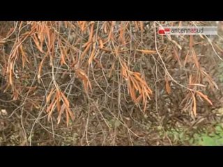 TGSRVott21 xylella allarme di coldiretti e cia