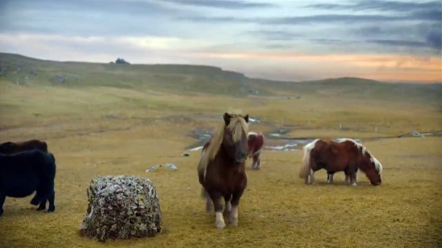 Horse Michael Jackson gives thanks to DubaiPoster (1)