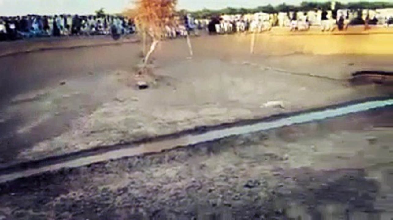 ان لوگوں کے کام چیک کرو کتے اور خنزیر کی لڑائی