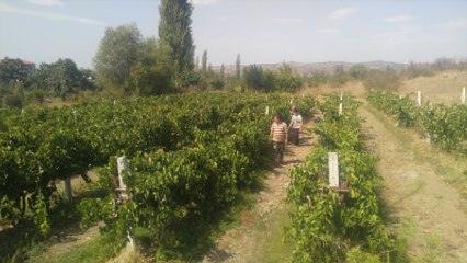 40 Dönümlük Bağda Yetiştiriyor, Geleneksel Yönetmlerle Pekmez Yapıp Satıyor