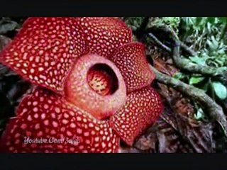 miracles of Allah 2016 in flower and fruit-Must Watch Video