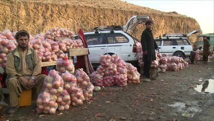 عراقيل تحول دون تعزيز صادرات الفواكه الأفغانية