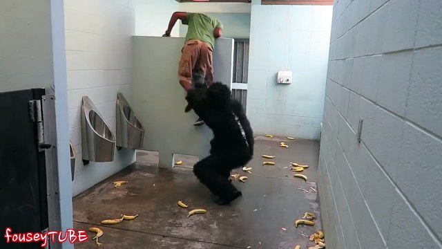 ESCAPED GORILLA BATHROOM PRANK! 2015 Best VIDEOS ever! #219 (VIRAL SECTION)