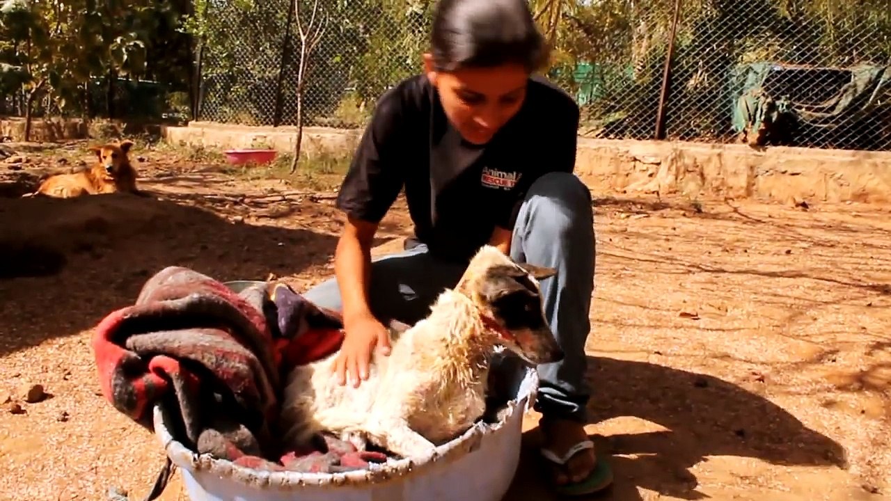 Abused dog rescued just in time, now she's safe forever