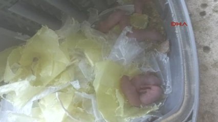 Kahramanmaraş Elektrikli Süpürgeden 7 Yavru Fare Çıktı