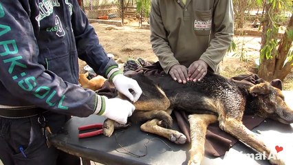 Collapsed dog rescued with life-threatening wounds makes amazing recovery