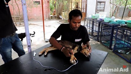 Collapsed street puppy recovers from distemper