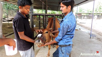 Cow injured from halter cutting into face rescued