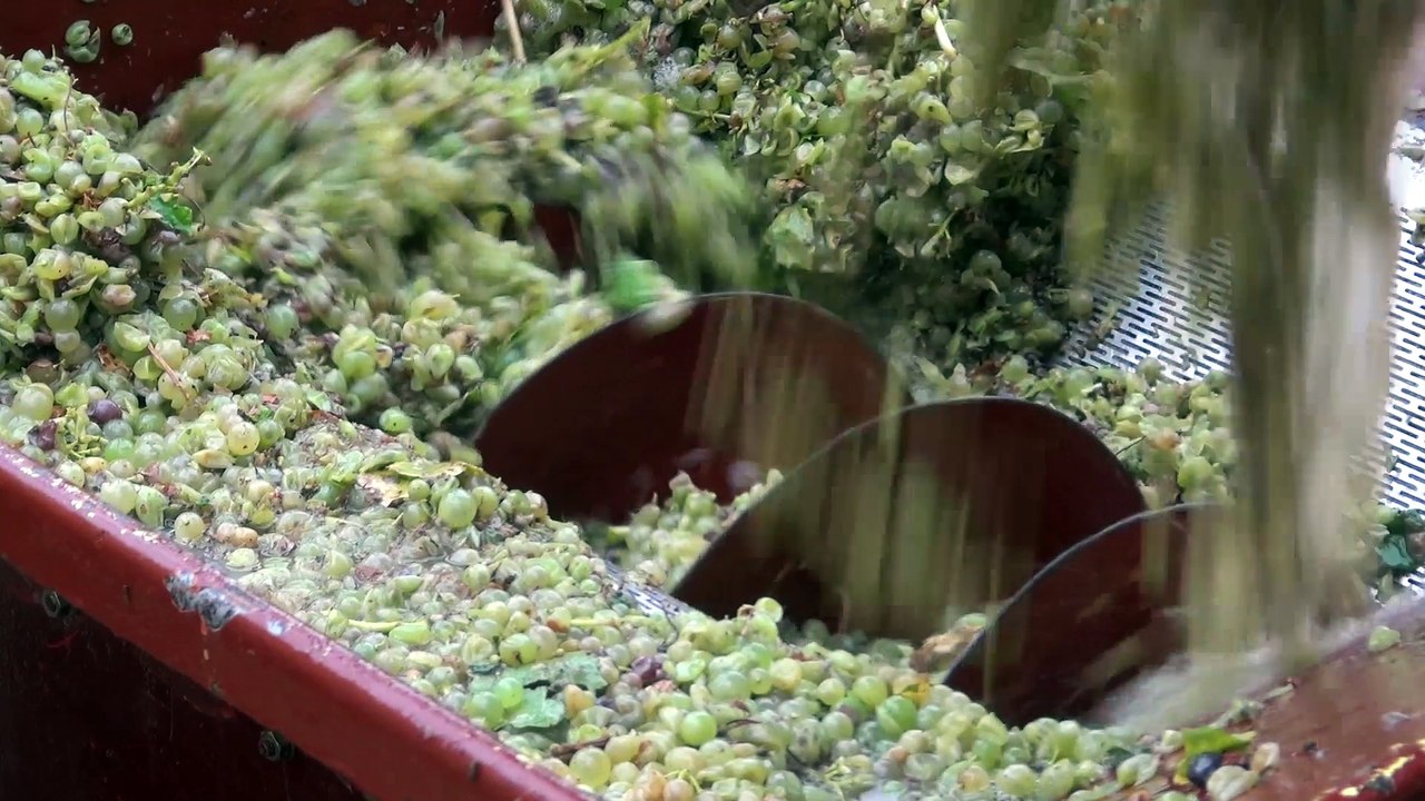 Les vendanges à la machine