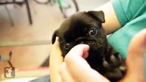 This Pug winking is the cutest thing you'll see today