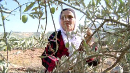 Israeli settler attacks hurt Palestinian olive harvest