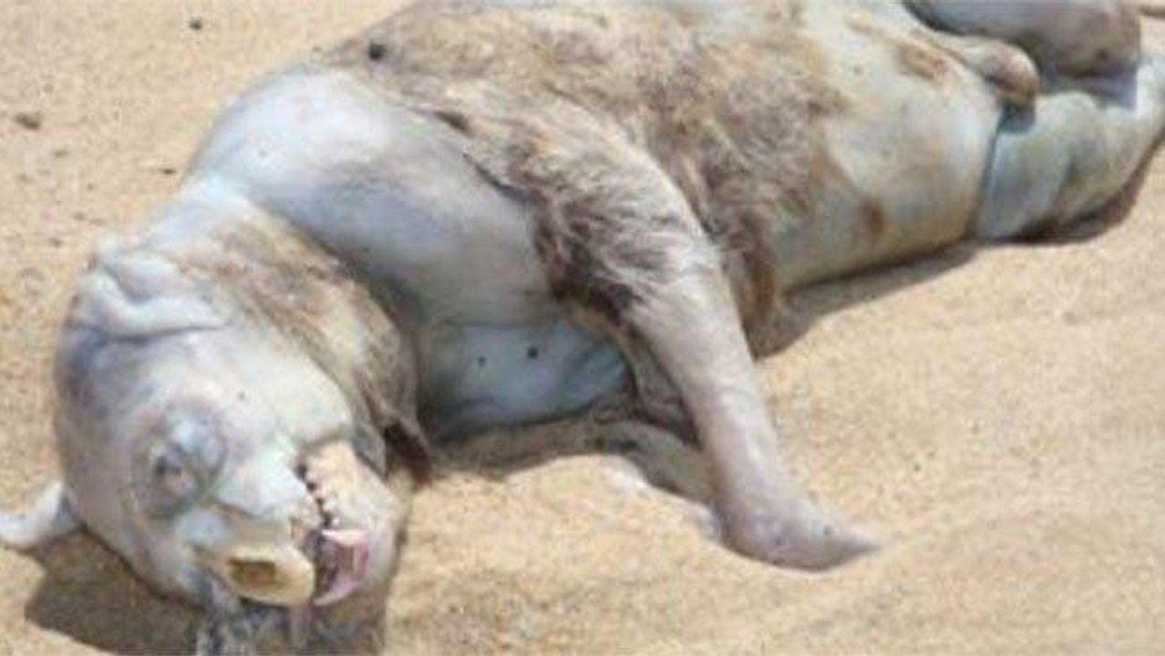 Breaking NEWS! Mongpus! the animal found on Mars