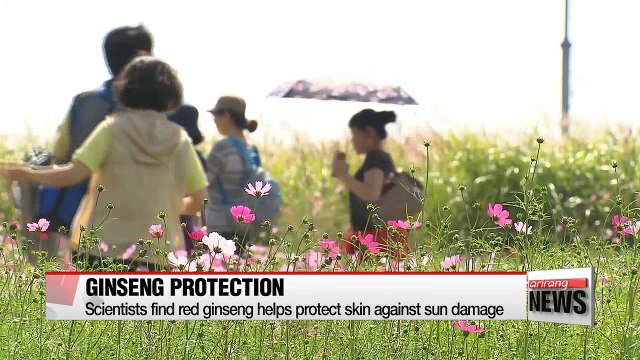 Scientists find red ginseng helps protect skin against sun damage