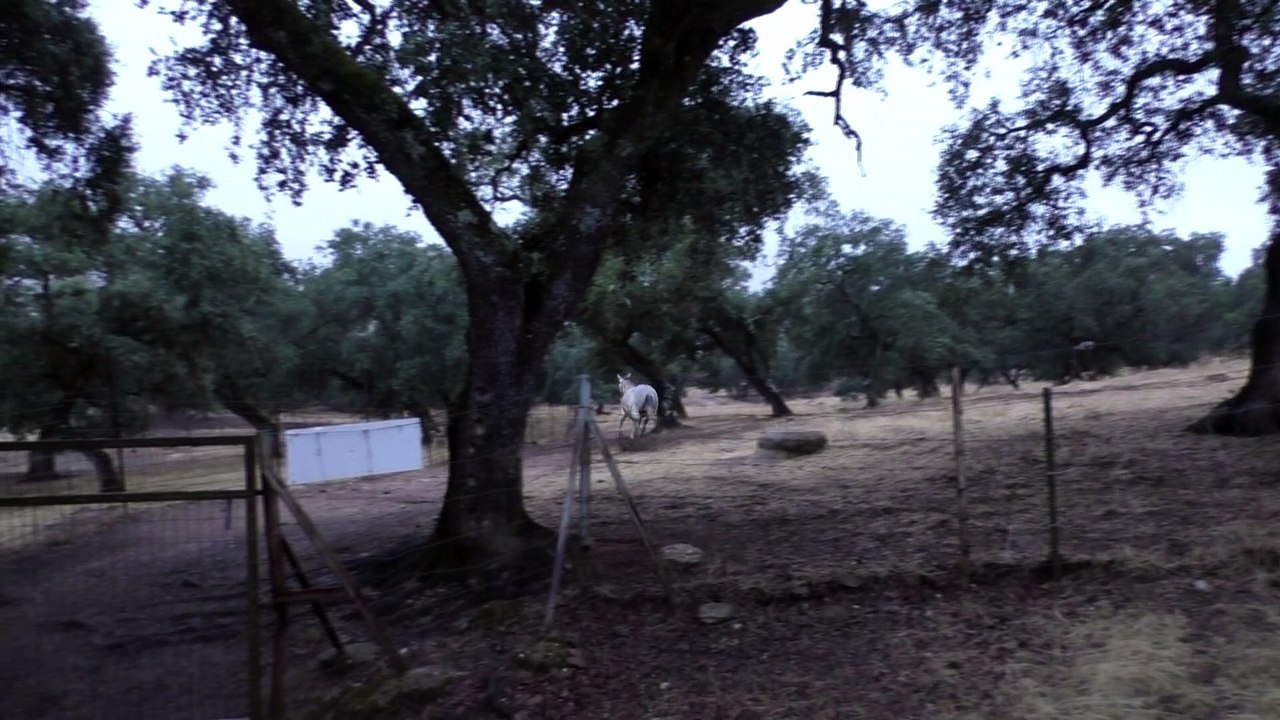 Chevaux en liberté sur Le Chemin...