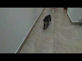 Cat Plays Fetch Like a Dog