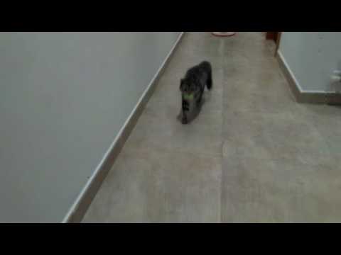 Cat Plays Fetch Like a Dog