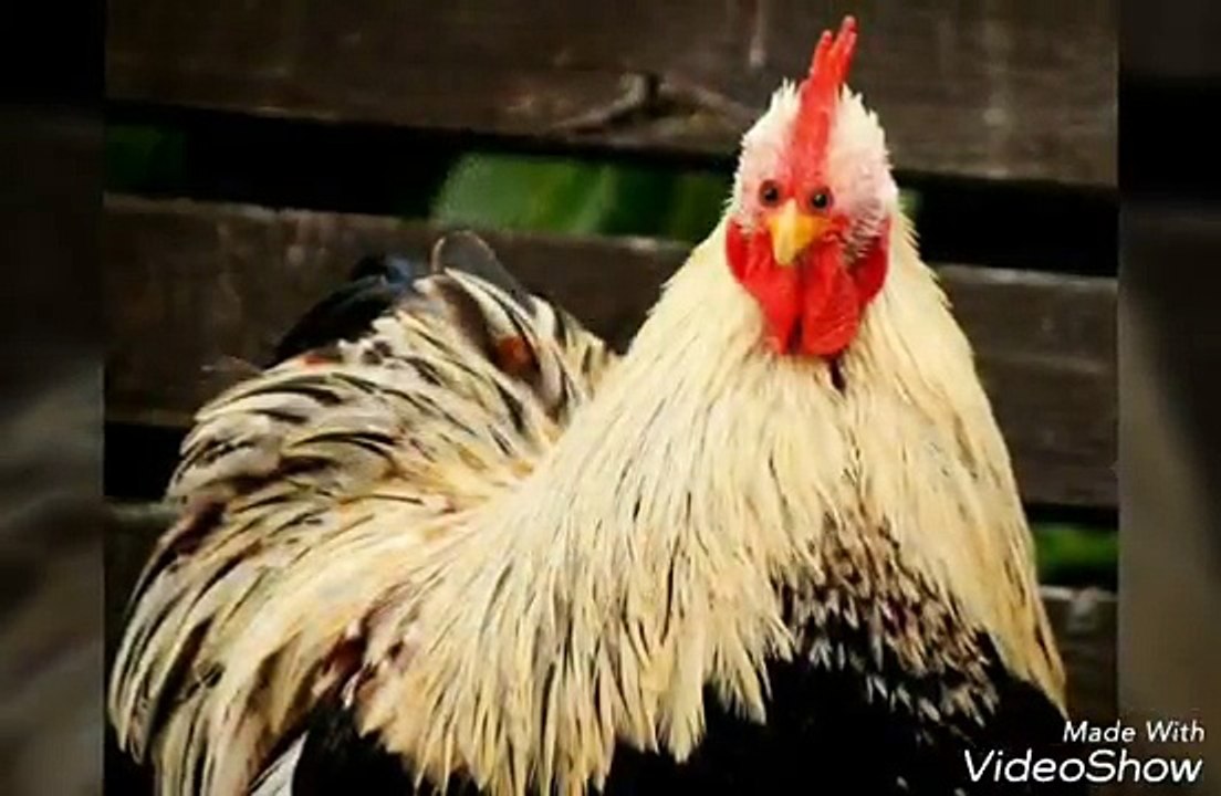 what animals would look like if their eyes were at the front very Funny