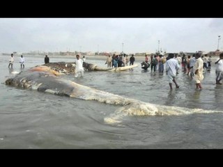 World's Biggest Shark  ever caught