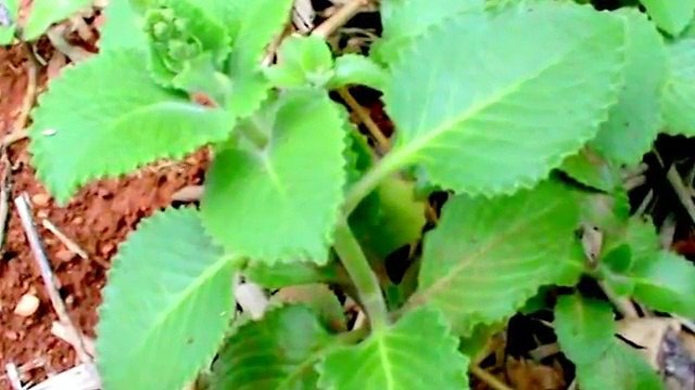 Plantas Medicinais -Plantes médicinales - Hortela gorda (Plectranthus amboinicus)