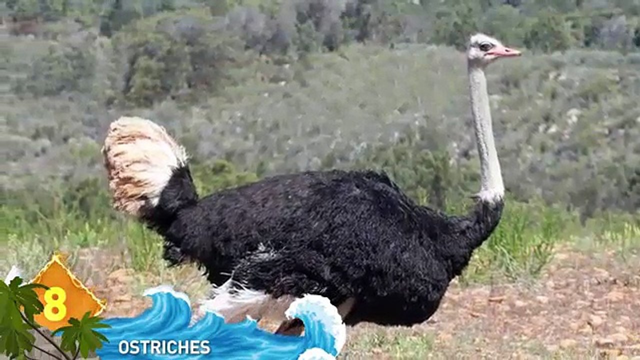 9 - 11 Most DANGEROUS Birds