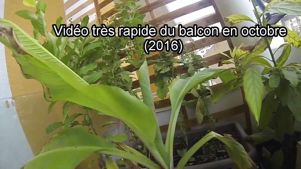 Idée de culture sur balcon (octobre 2016)