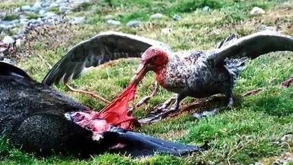 11 Most DANGEROUS Birds