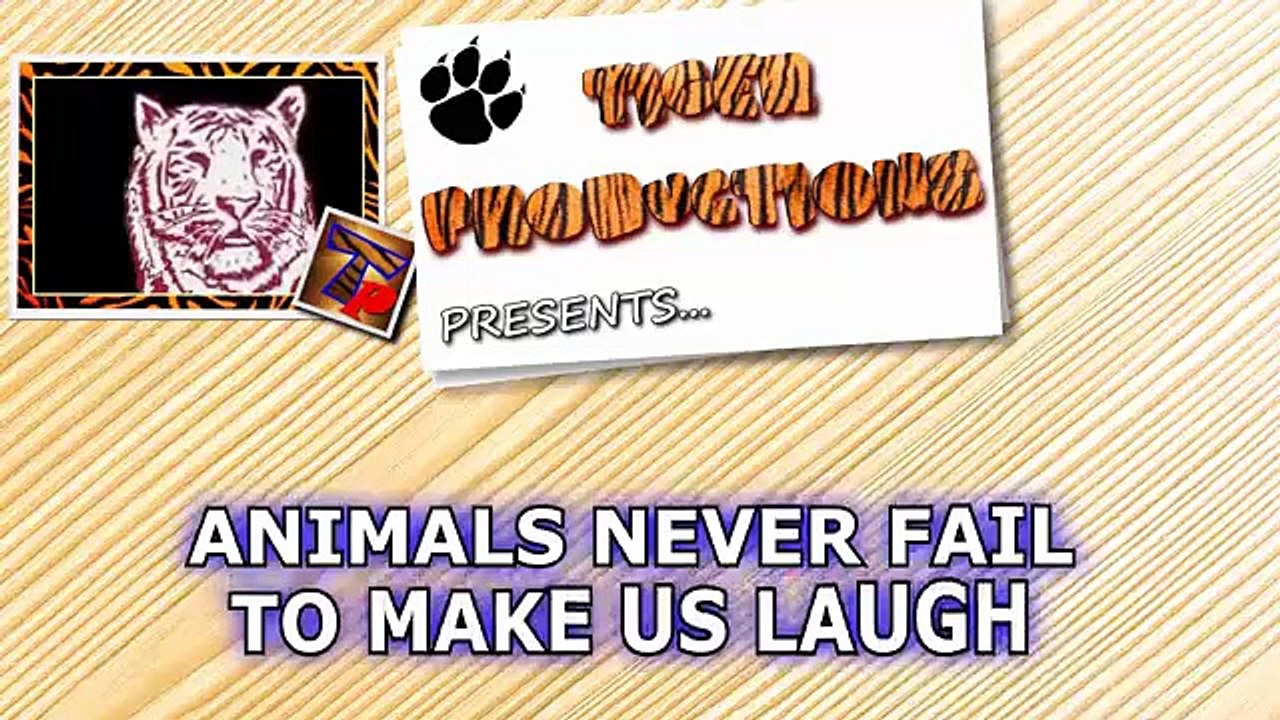 12 - Animals never fail to make us laugh - Super funny animal