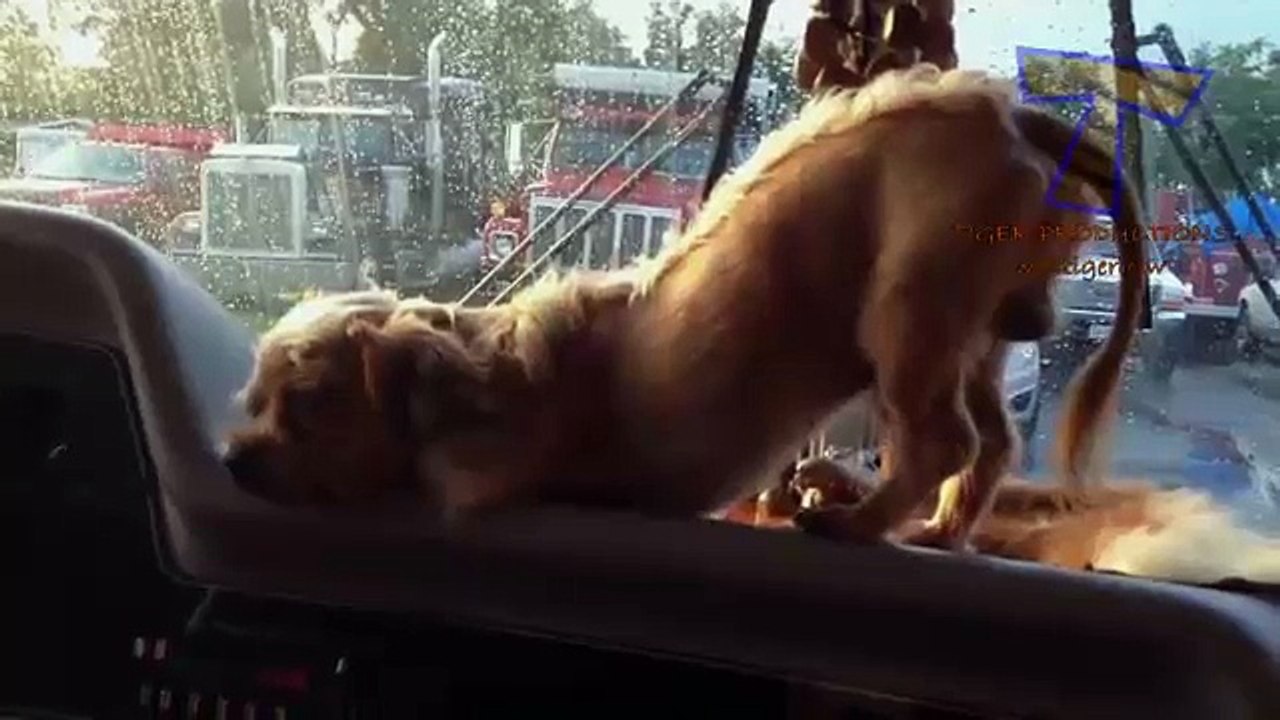 13 - Animals never fail to make us laugh - Super