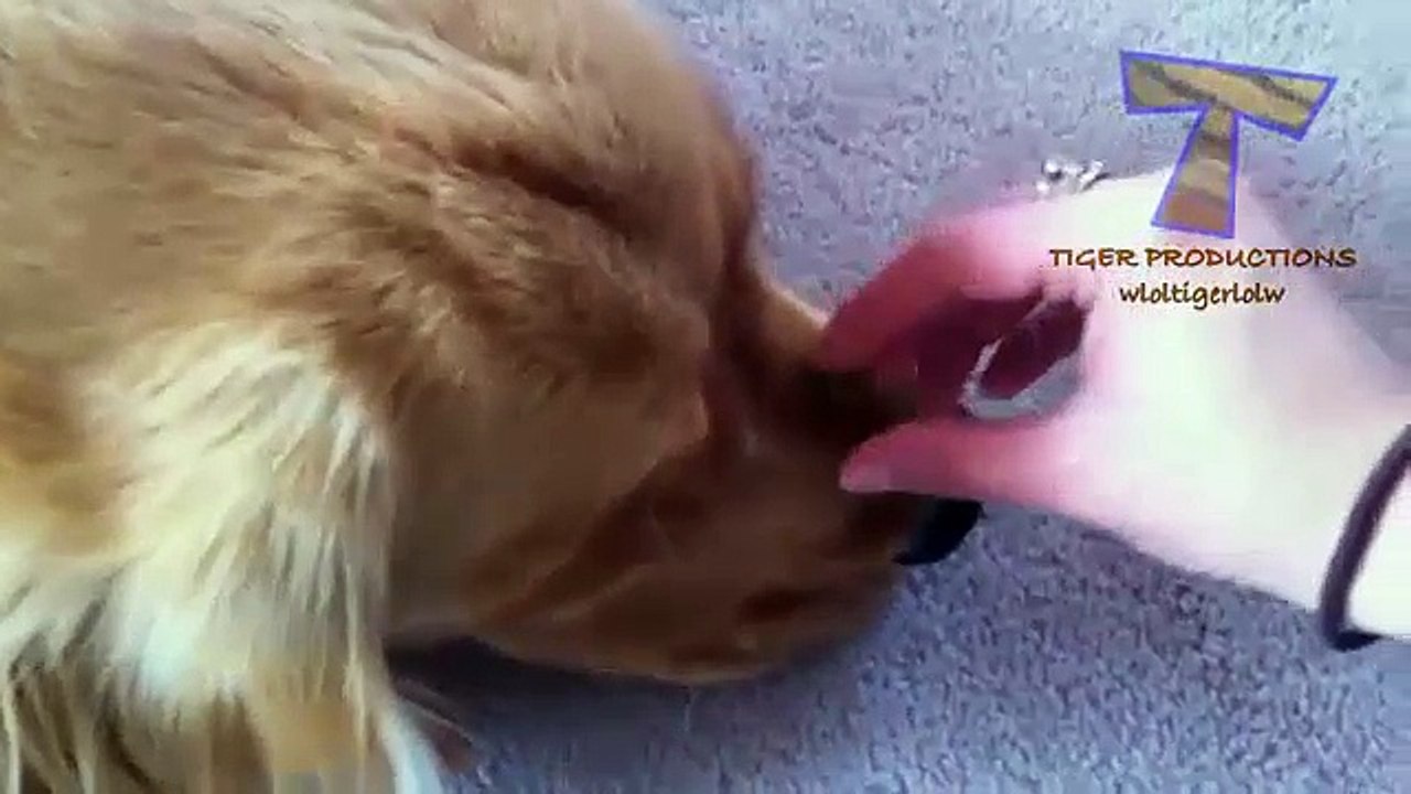 17 - Animals never fail laugh - Super funny animal compilation