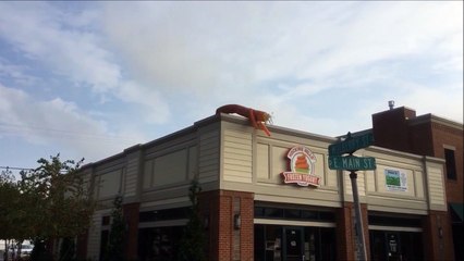 Cette mascotte passe du bon temps sur le toit du magasin LOL