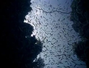 COUSTEAU Le Monde Sans Soleil , 1964