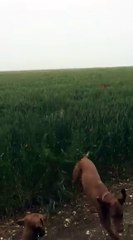 kangaroo dog jump