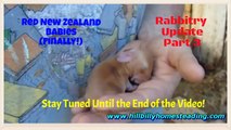 Rabbits-Overdue Rabbit Update 10-9-2011 Part 3 Red New Zealand Babies Finally!.mp4