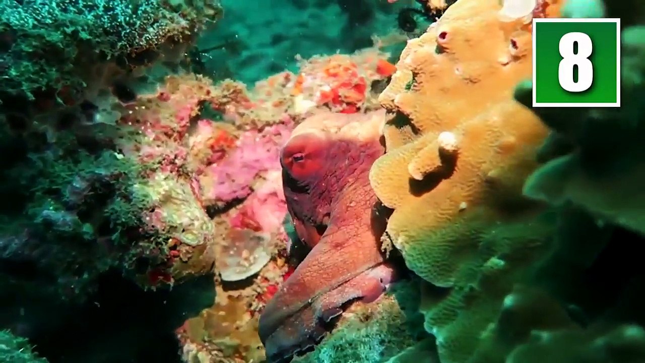 10 Smartest Animals
