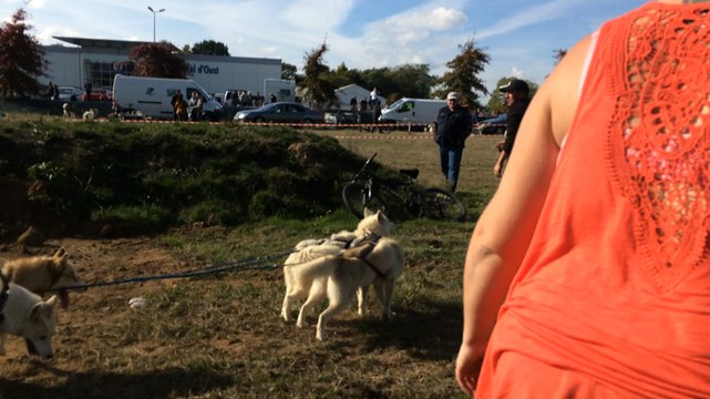 150 chiens nordique ont couru pour la bonne cause