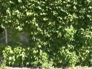 charlot et ses droles d'ados