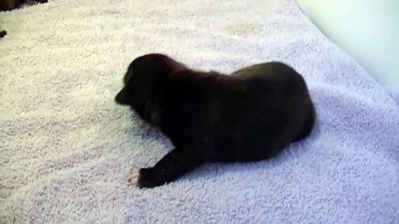 7ème vidéo Chiot n°2 Femelle de la 26ème portée de STAFFORDLAND