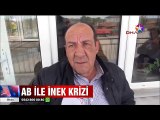 Sınır Tanımayan inekler Avrupa Birliği ile krize neden oldu