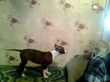 Собака просит кота поиграть с ним!