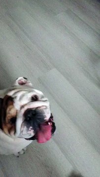 Игрушечная красавица собака прикол бульдог